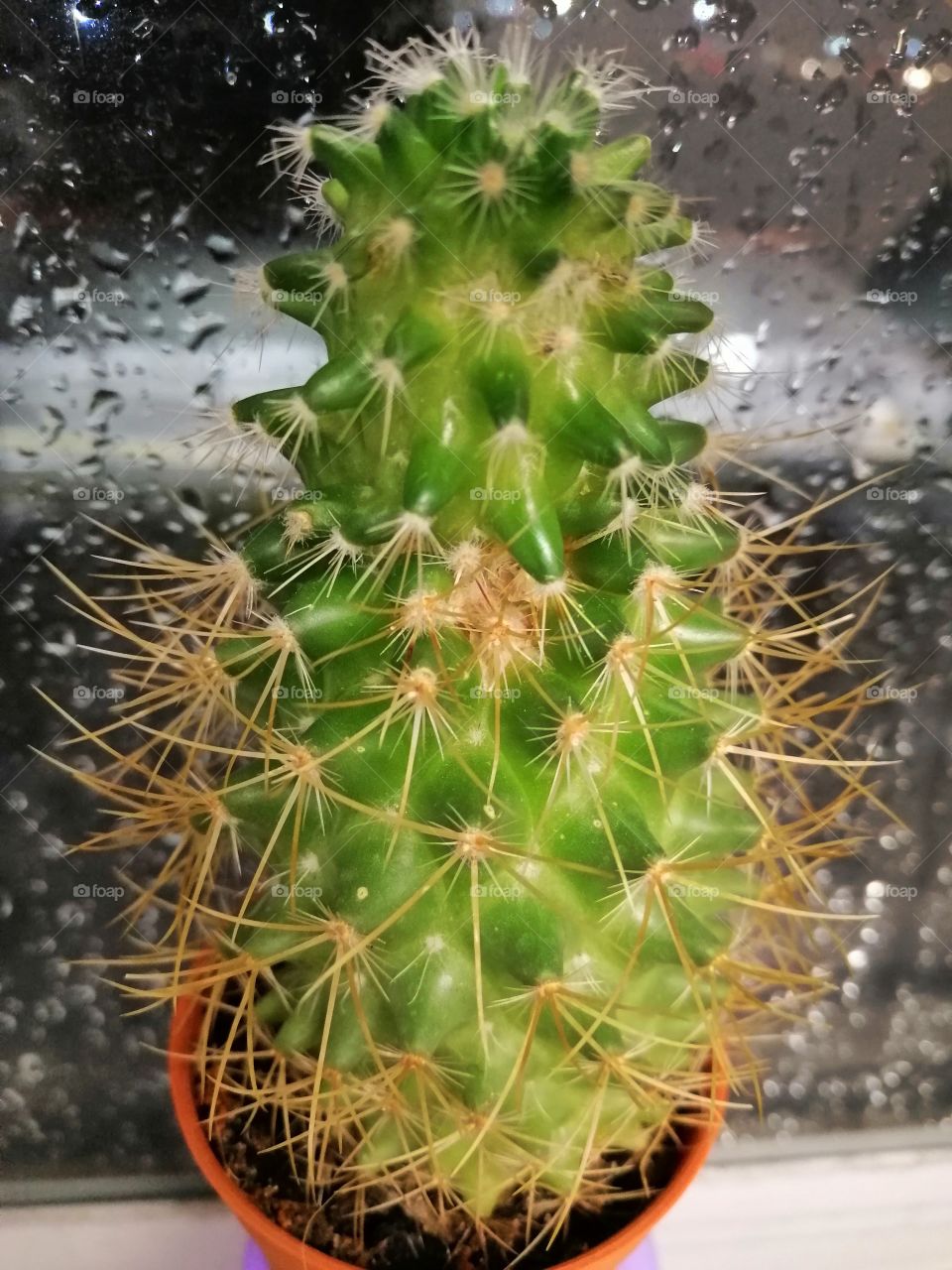 Cactus in rainy day