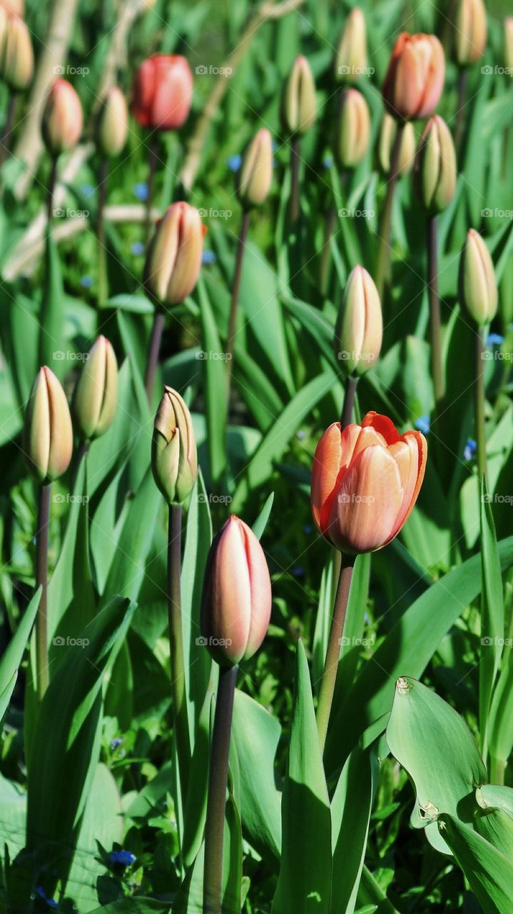 Spring Tulips