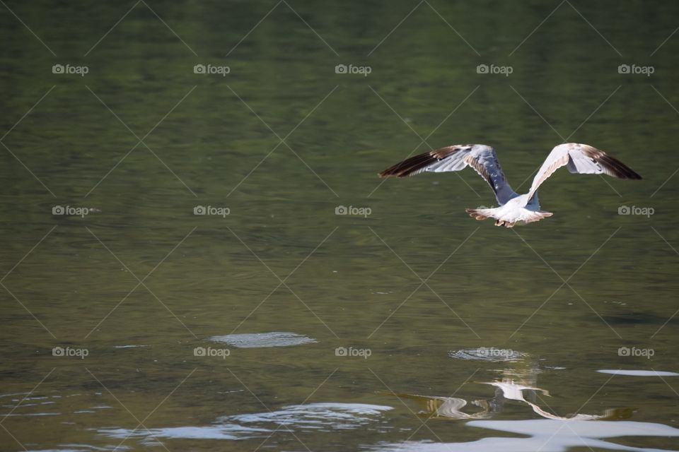 Flying seagull 