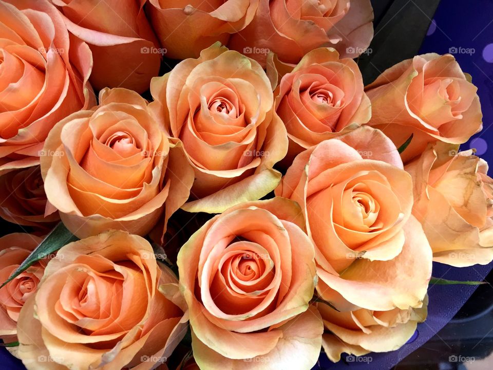 Peach roses
