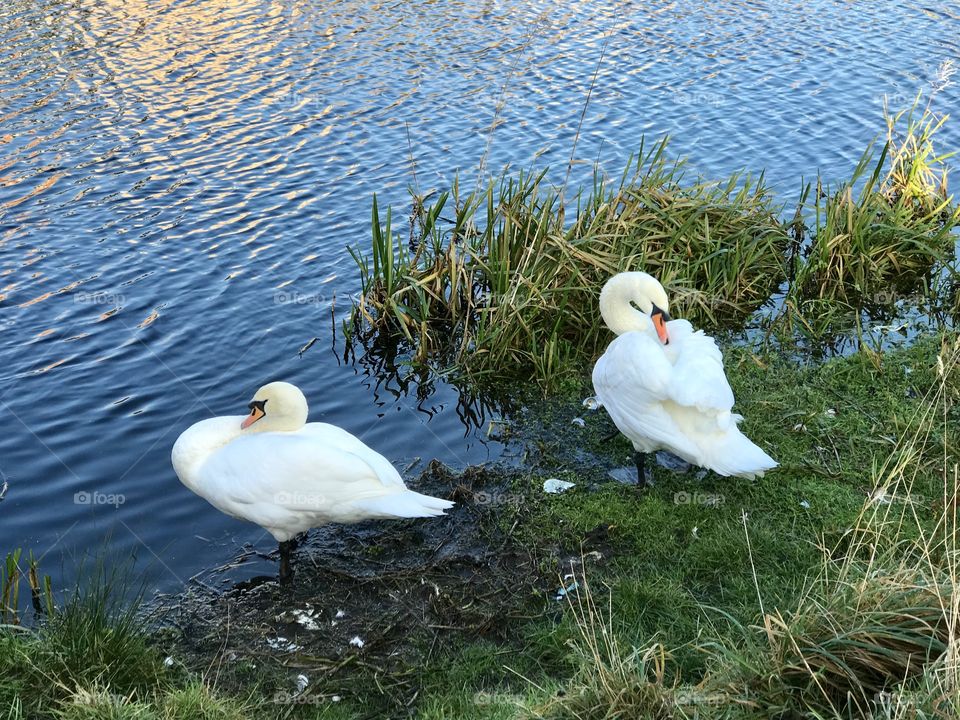 Two beautiful swans posing by a canal in Glasgow, Scotland