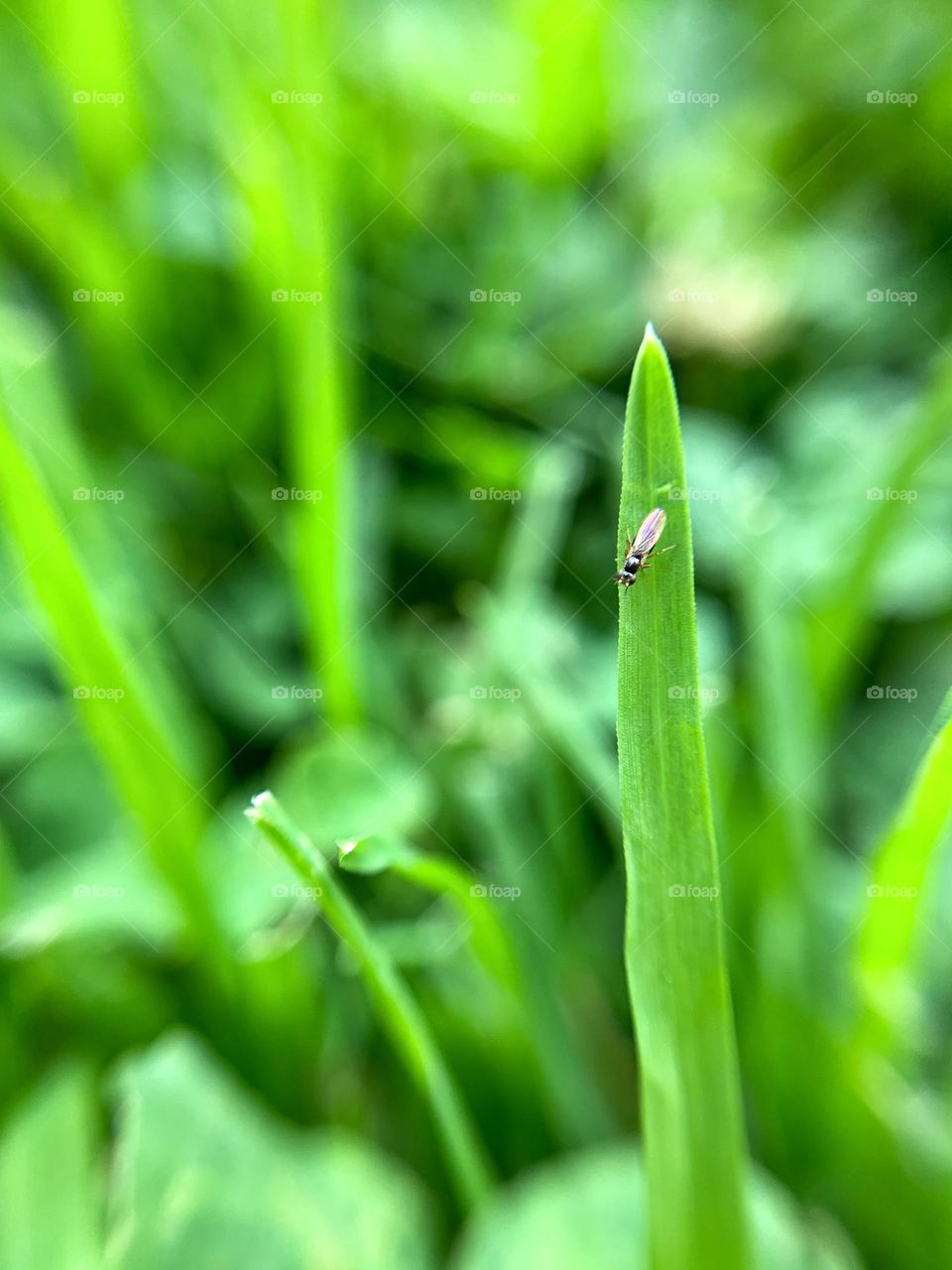 One fly on a green grass.