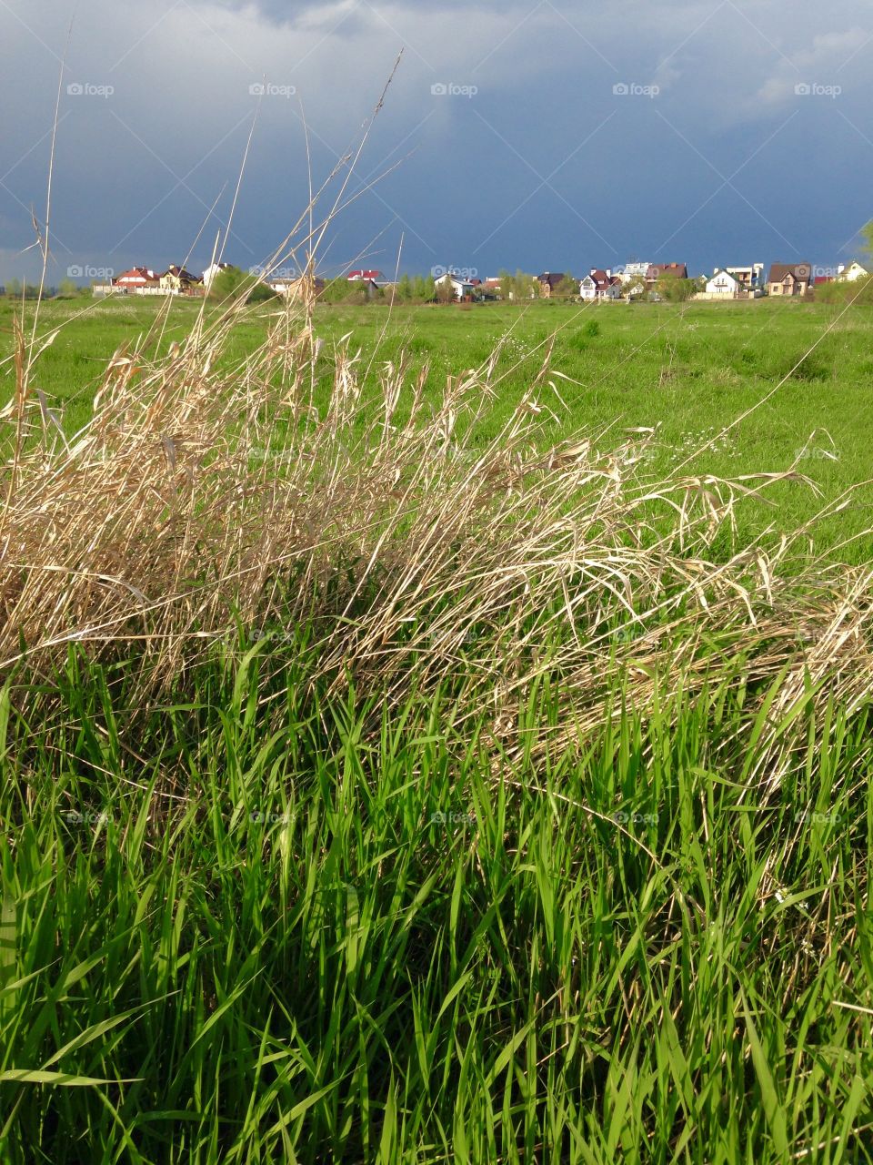 Grass, Field, Hayfield, Landscape, Summer