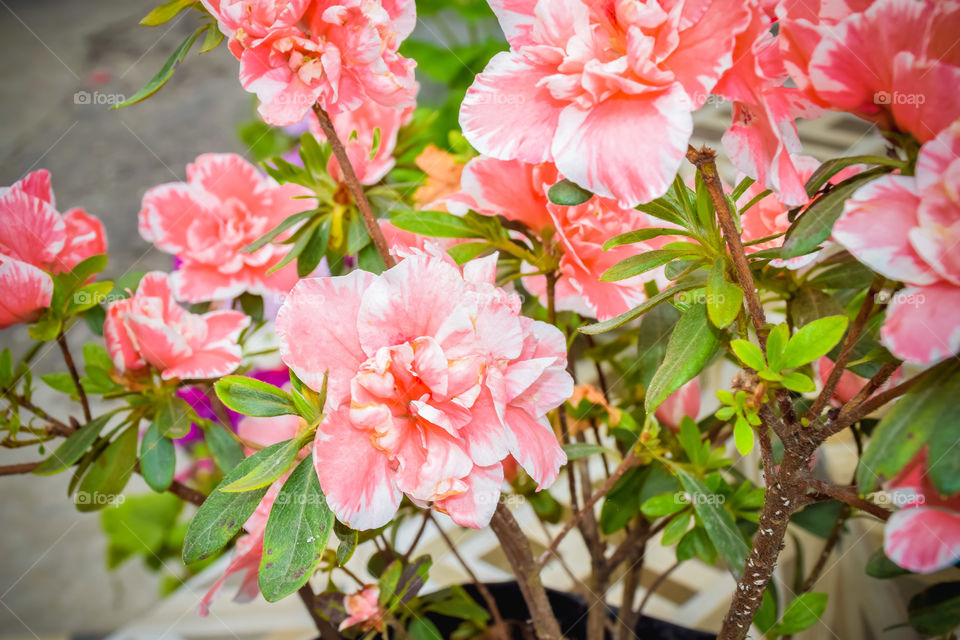 Carnation or clove pink or Dianthus caryophyllus. It is an herbaceous perennial plant, growing in sunlight.