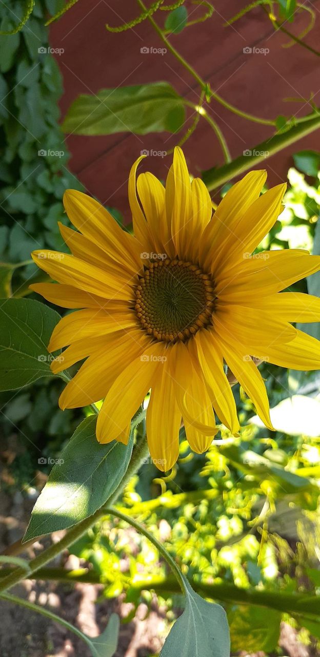 Sunflowers and sunshine