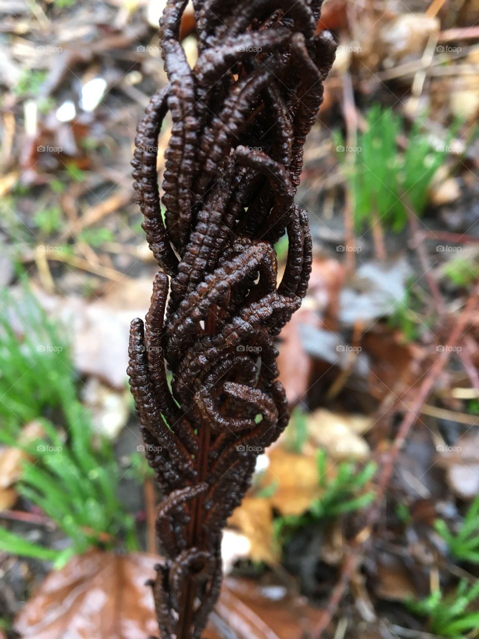 Fern -dried core design