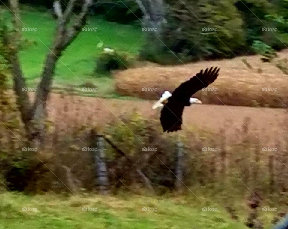 Driving the Back Roads and enjoying everything around us.
I'm always ready to catch a great picture.  Eagles are always beautiful ,  catching a great picture of them flying is a wonderful experience.