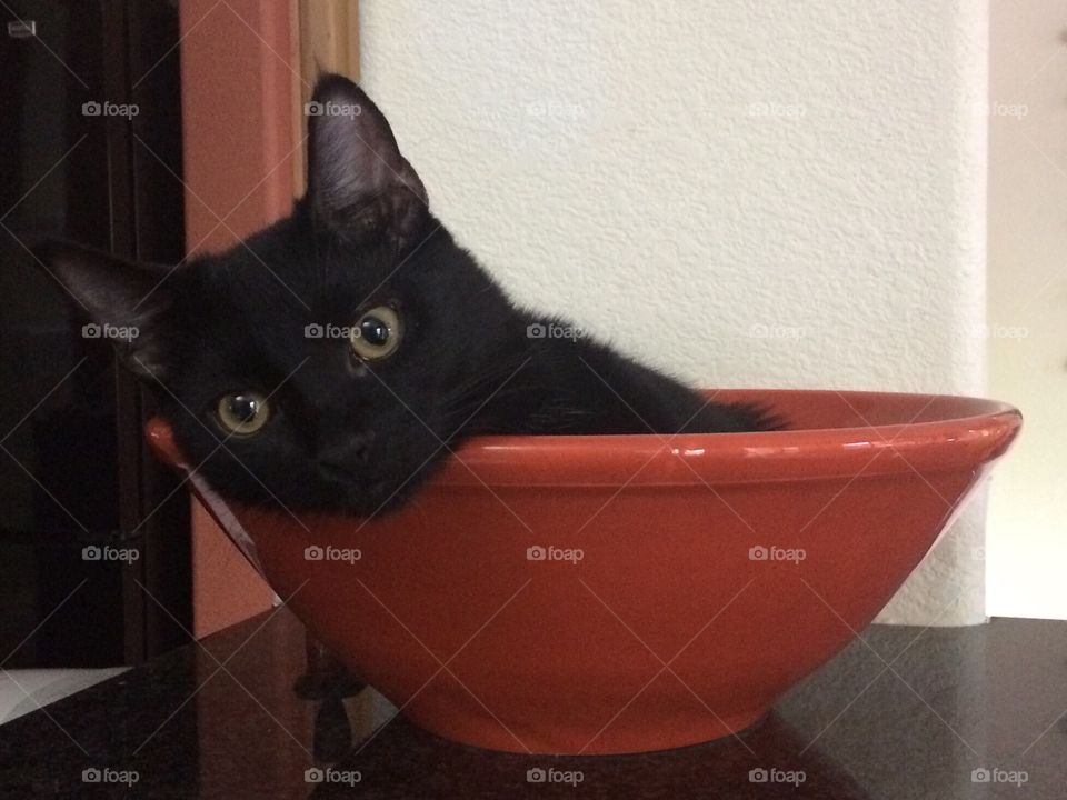 Kitten in a bowl