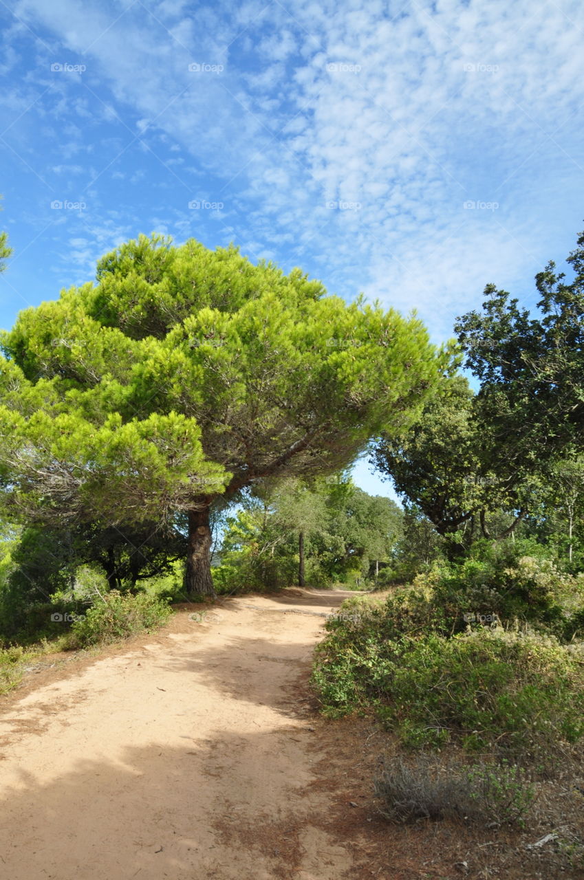 Trees on Menorca 
