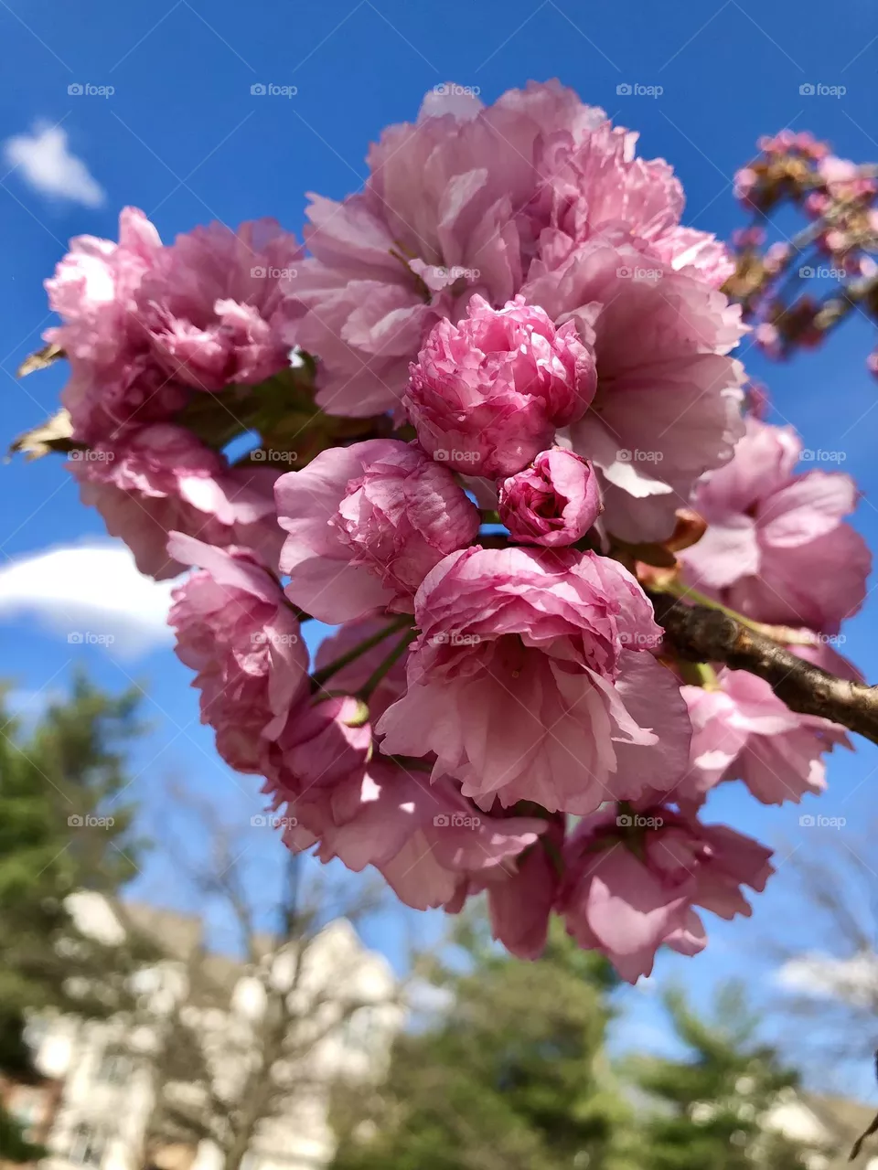 Pink flower cluster . cherry tree blooming  🍒