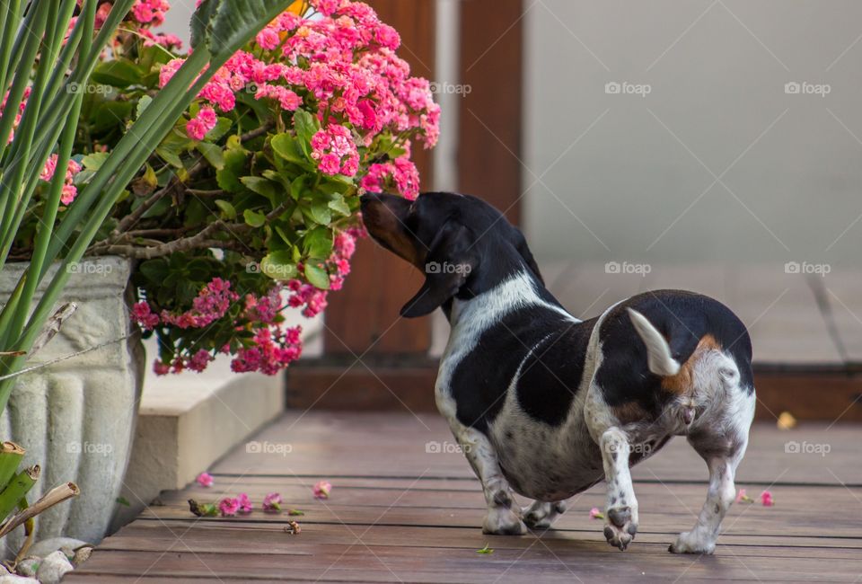 Dog sniffing flowers 