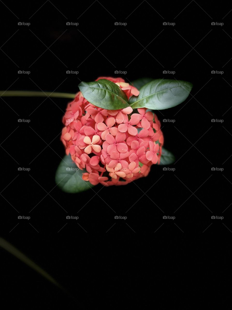 Portrait of a flower 