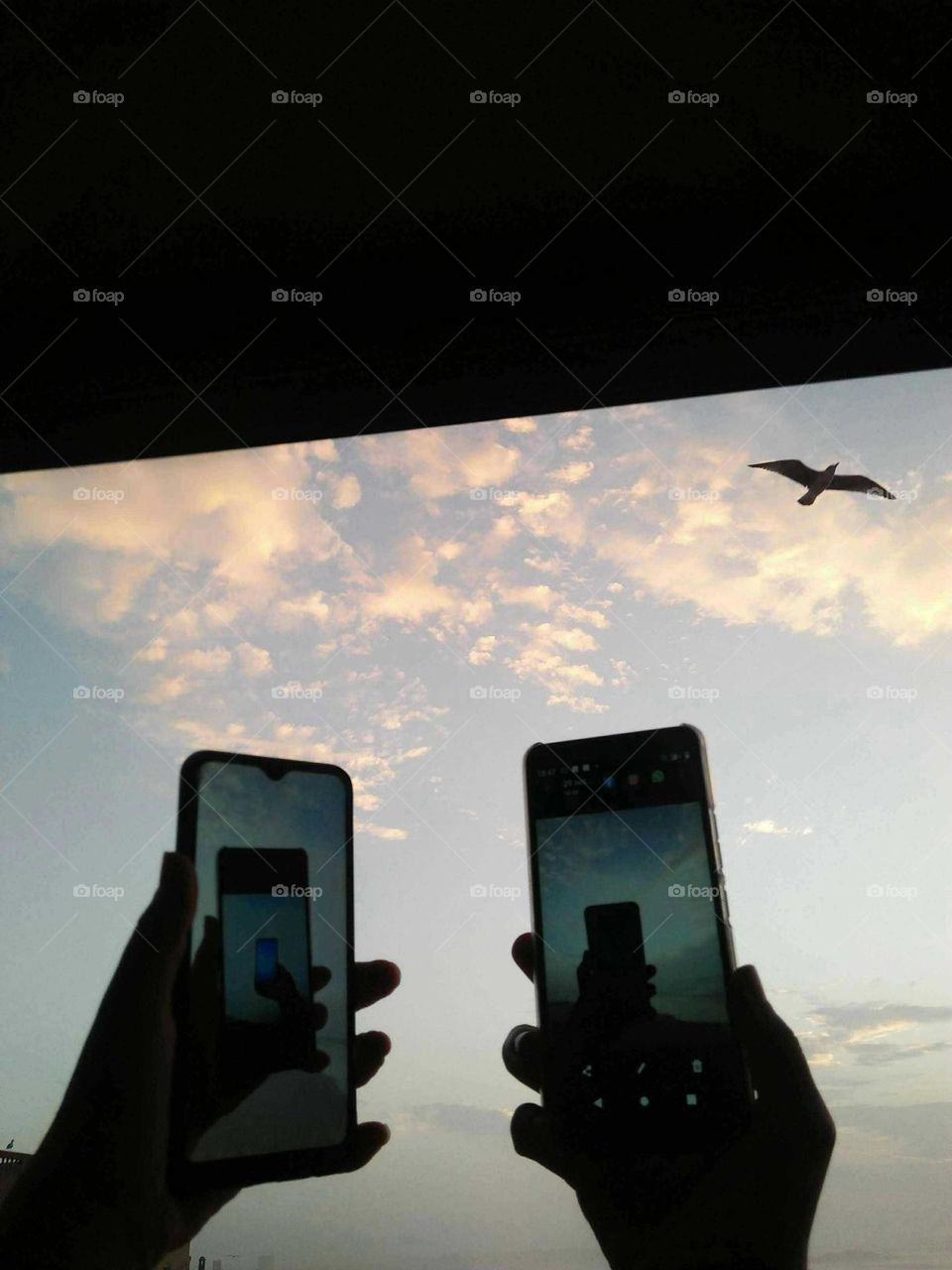 Two  hands using smartphone phone and beautiful flying seagull cross the sky.