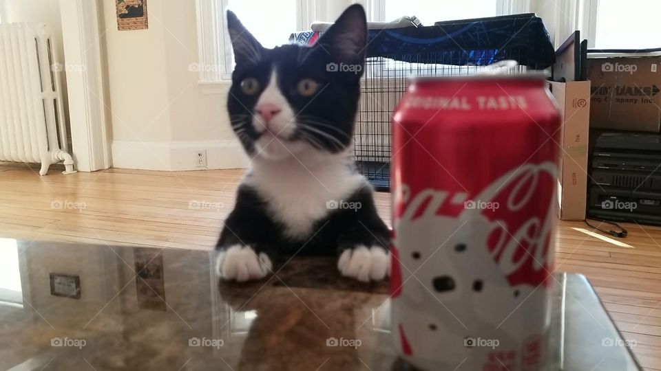 cat and coke