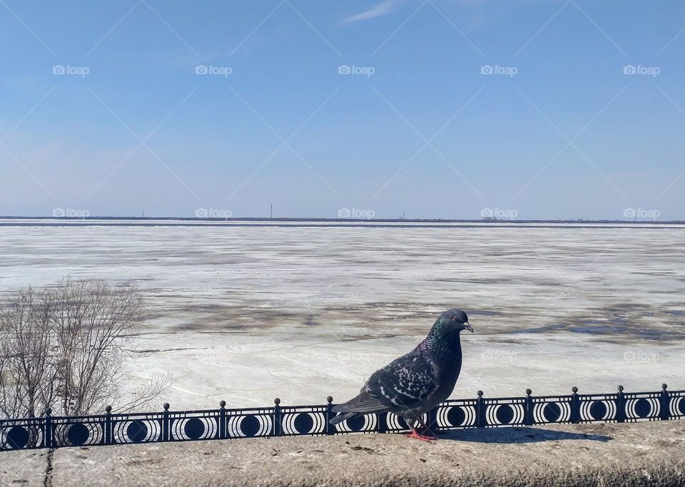 Pigeon 🐦 ❄️Frozen river ❄️🐦 City animal 🐦❄️