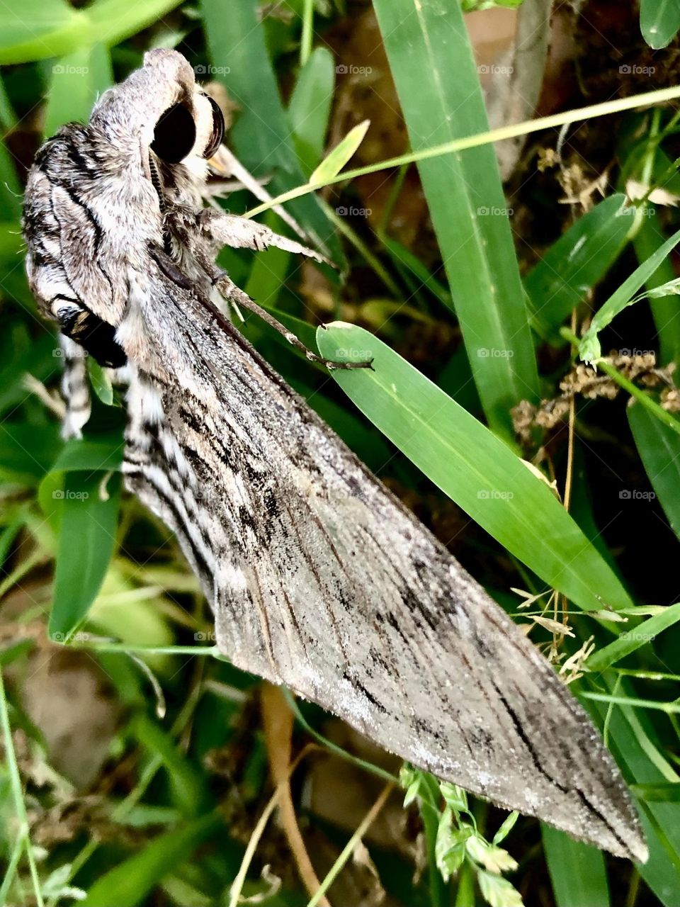 Ok! This is a side view of a large moth in the grass - he’s a bit hard to see but you can see his eye!!