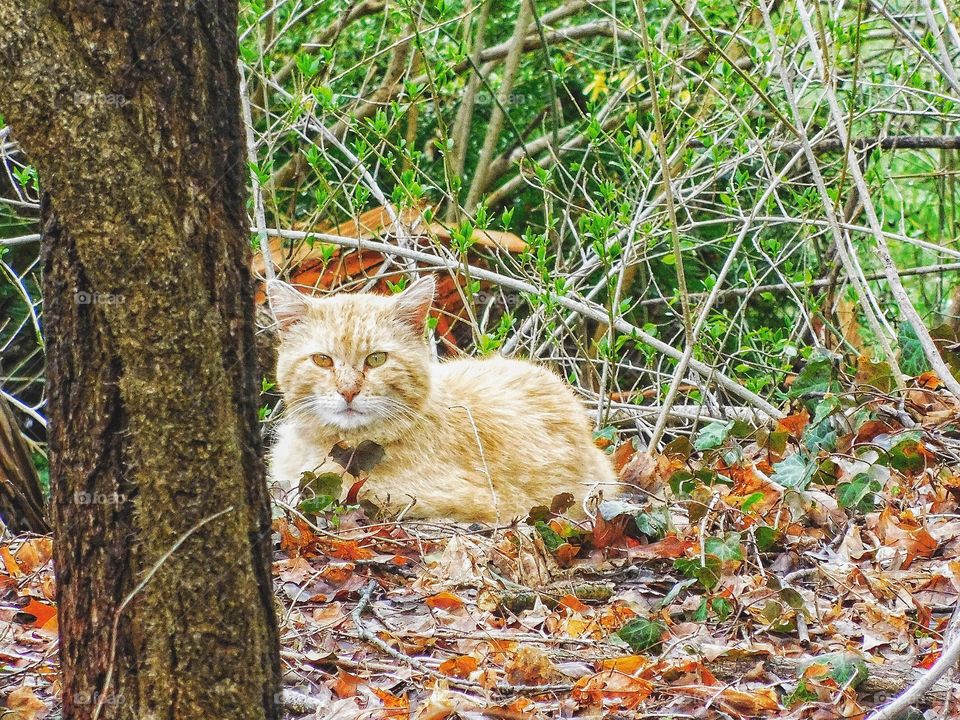 Stray ginger cat in my back yard watching me and the squirrel 