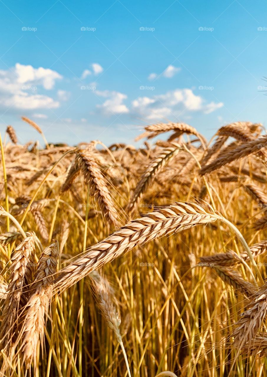 detail of a cereal field on a beautiful sunny day