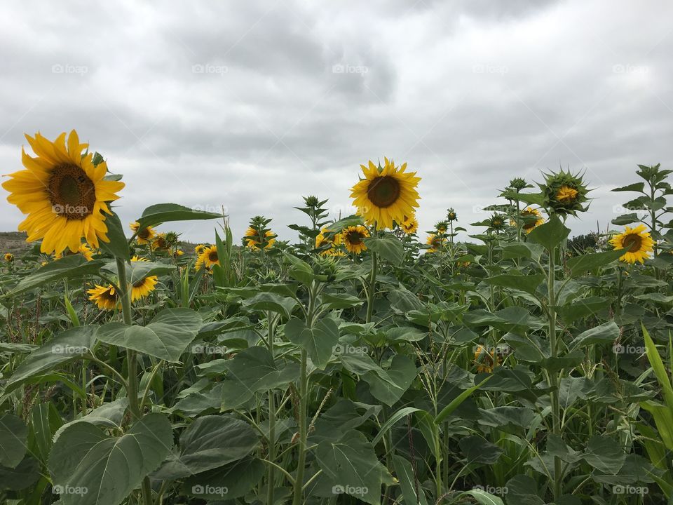 Sunflower