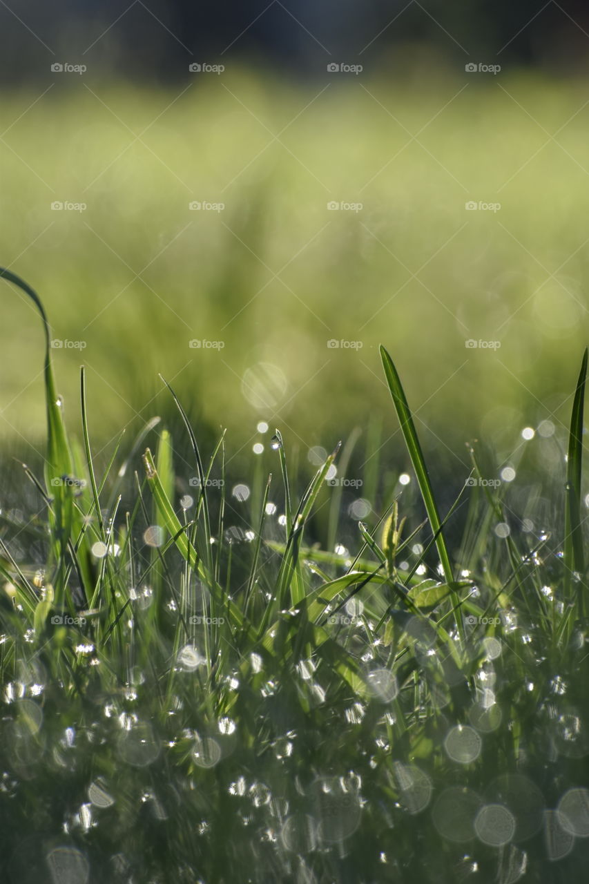 Summer green grass 