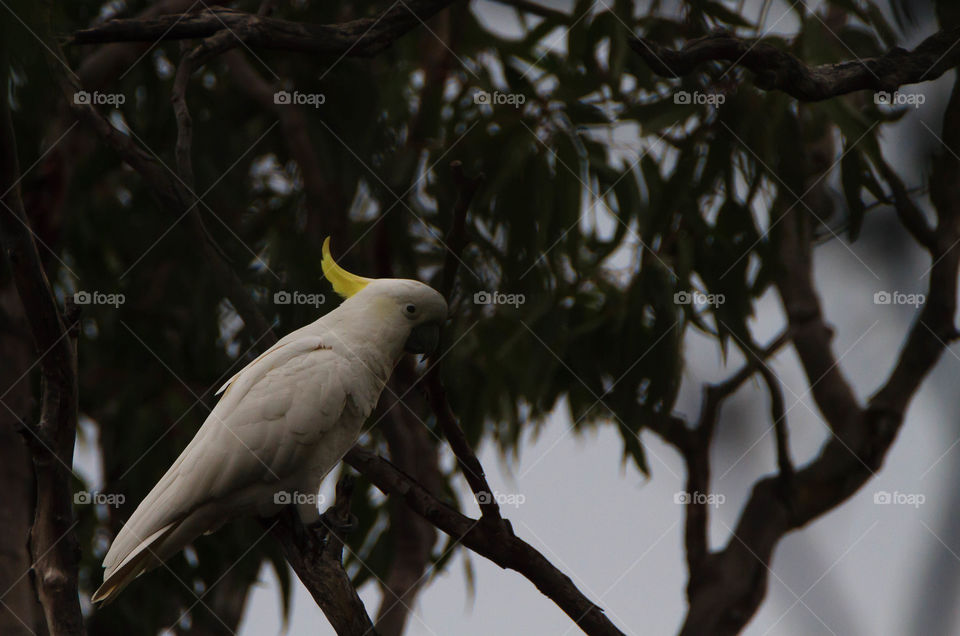 Side view cockatoo in trees