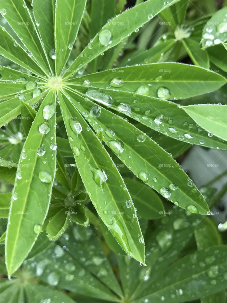 Rainfall on plants