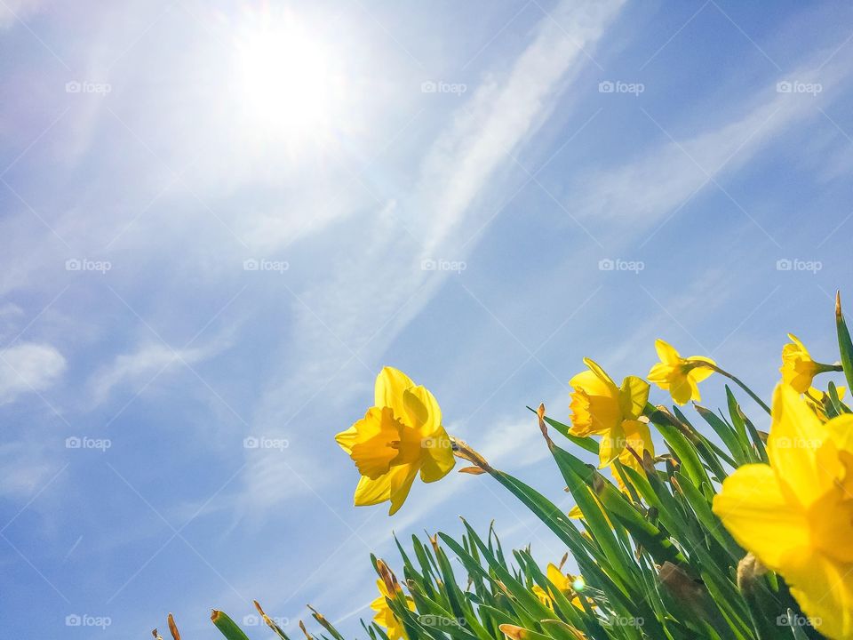 Yellow daffodils on blue sky. Spring wallpaper. Lower thirds. 