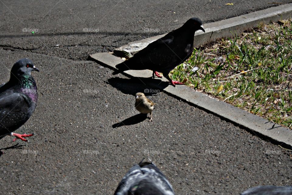 Pigeons