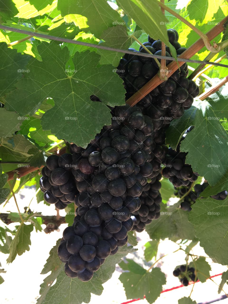 Nice grape for making red wine