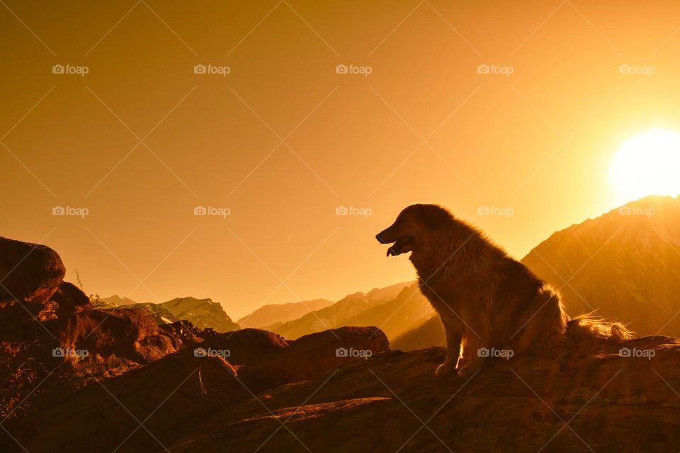 alone doggie sitting against warm colors landscape scenery
