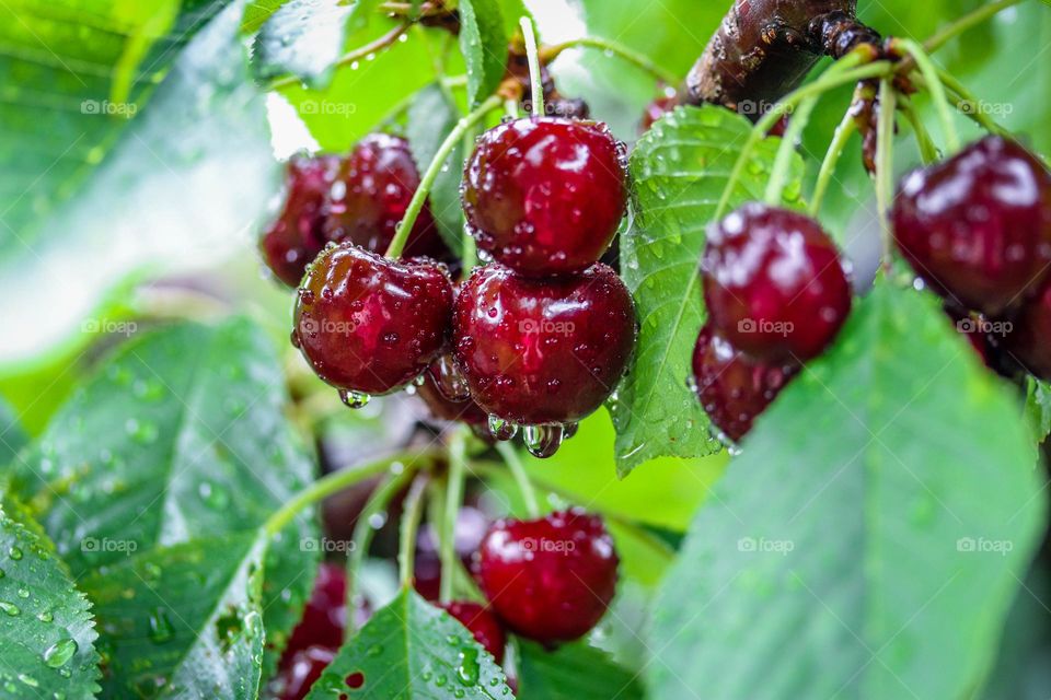 Ripe cherries on a tree