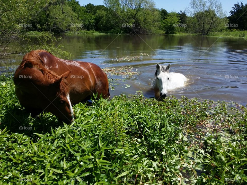 Horses Exiting a Pond