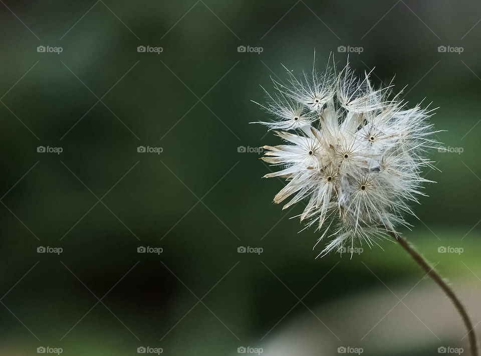 floral dandelion