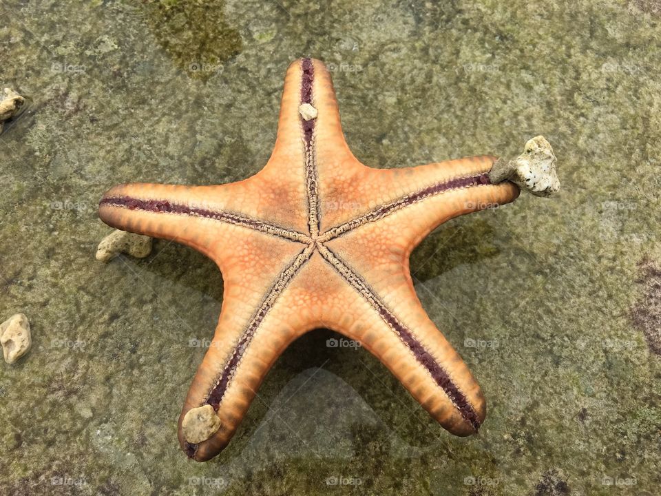 A Starfish Upside Down