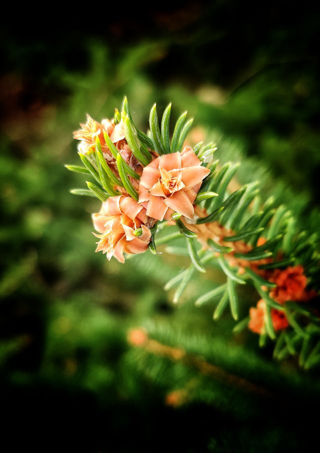 Pin flower