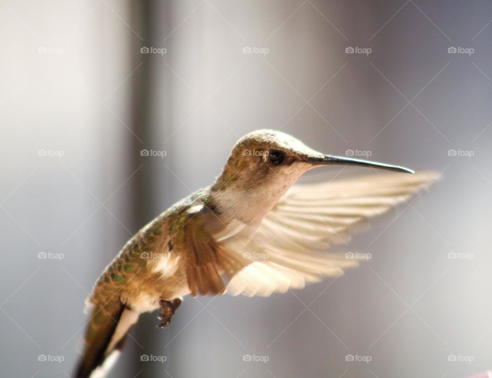 flying Anna's hummingbird