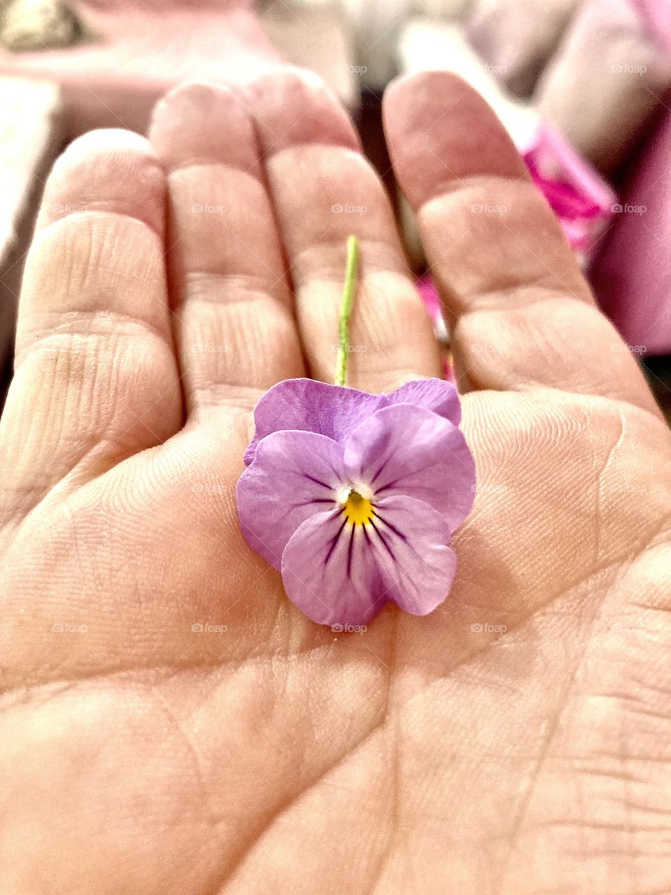 I got this flower (a pansy) from my daughter Estela.  And she said to me: “thank you for teaching me to take care of nature”! / Ganhei essa flor (um Amor-Perfeito) da minha filha Estela. E ela me disse: “obrigada por me ensinar a cuidar da natureza”!