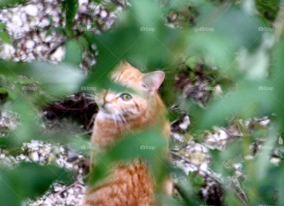 Ginger kitten through leaves