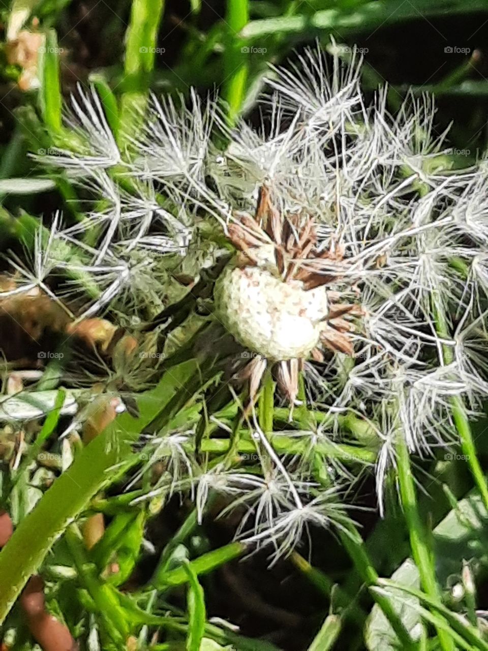 flying seeds of dandelion in sunshine