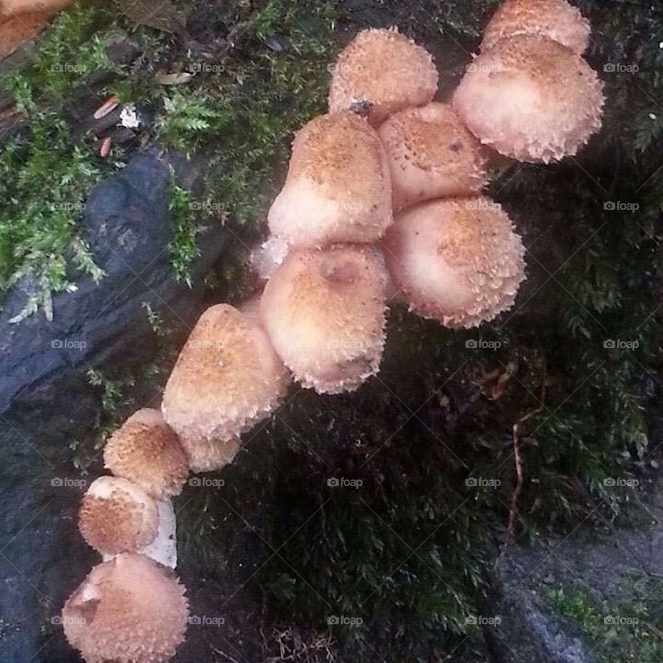 Honey Mushroom (Popinki)