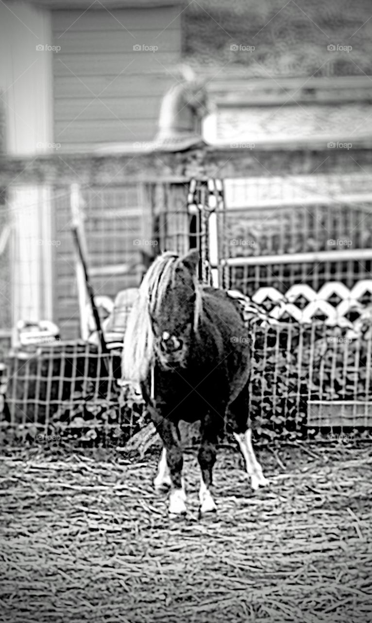 Miniature Horse in Black and White