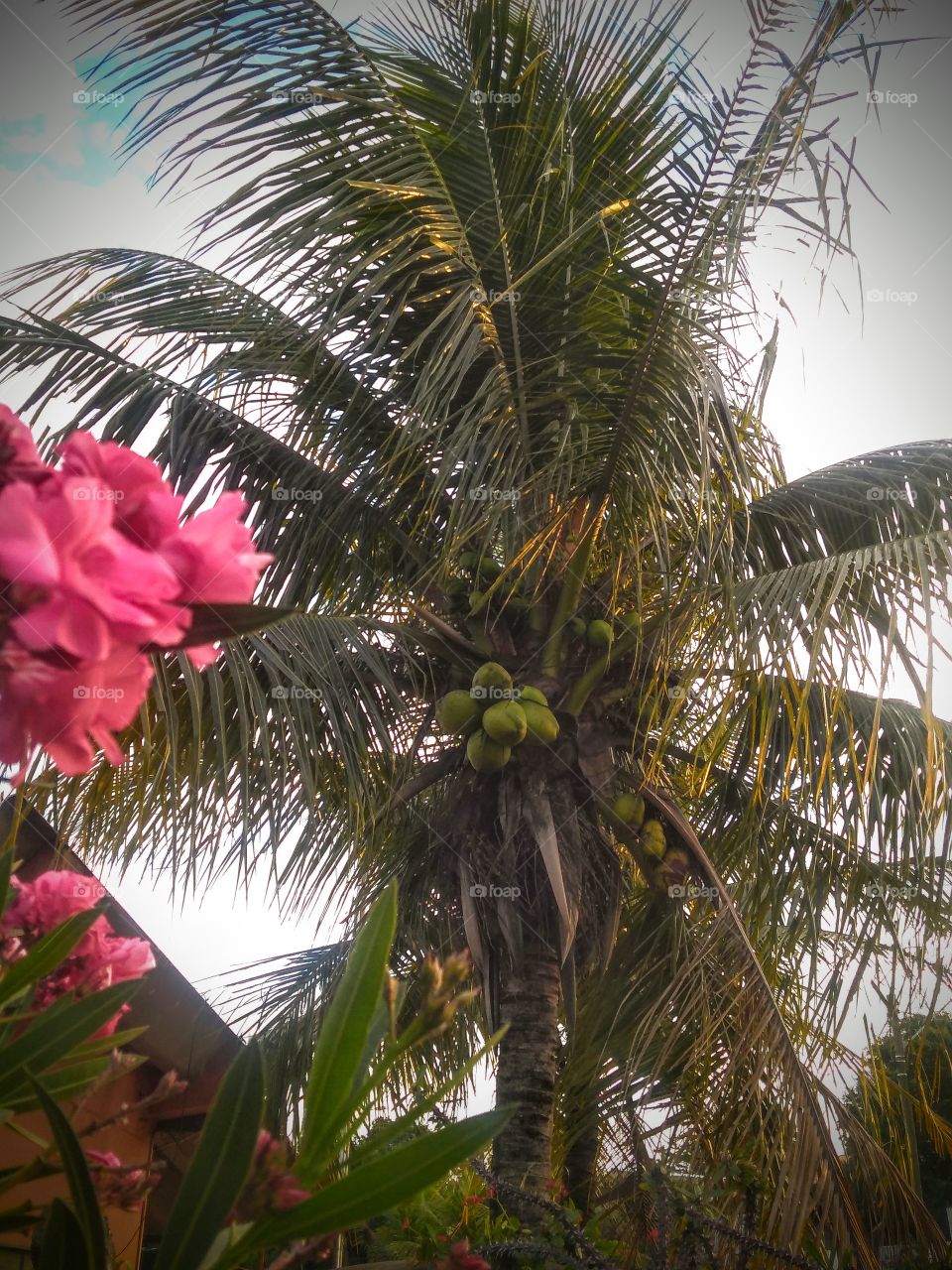 Coconut tree. Flower. Sky. Wind./ Coqueiro. Flores. Céu. Vento.