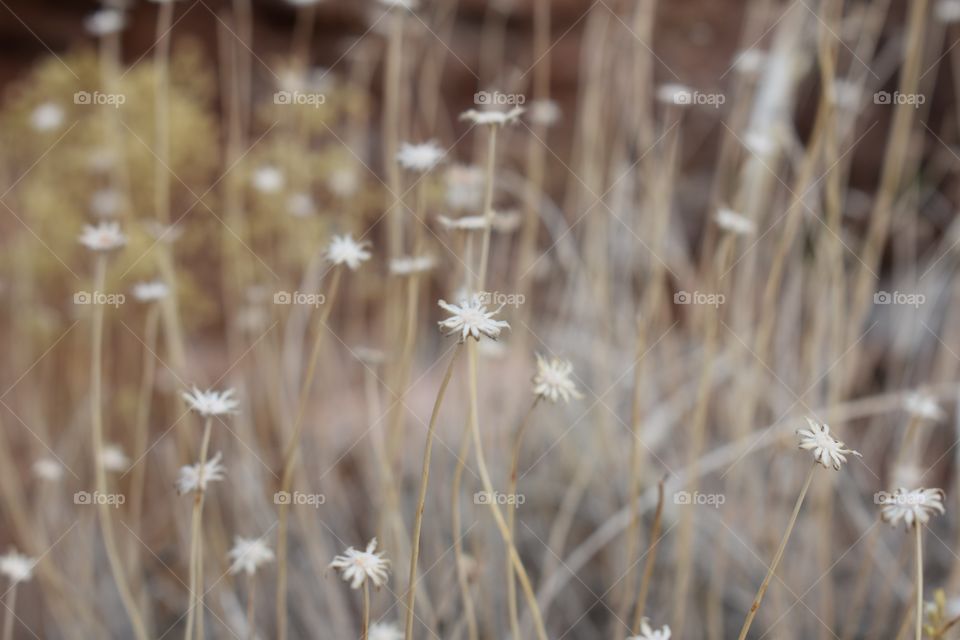 Desert flowers