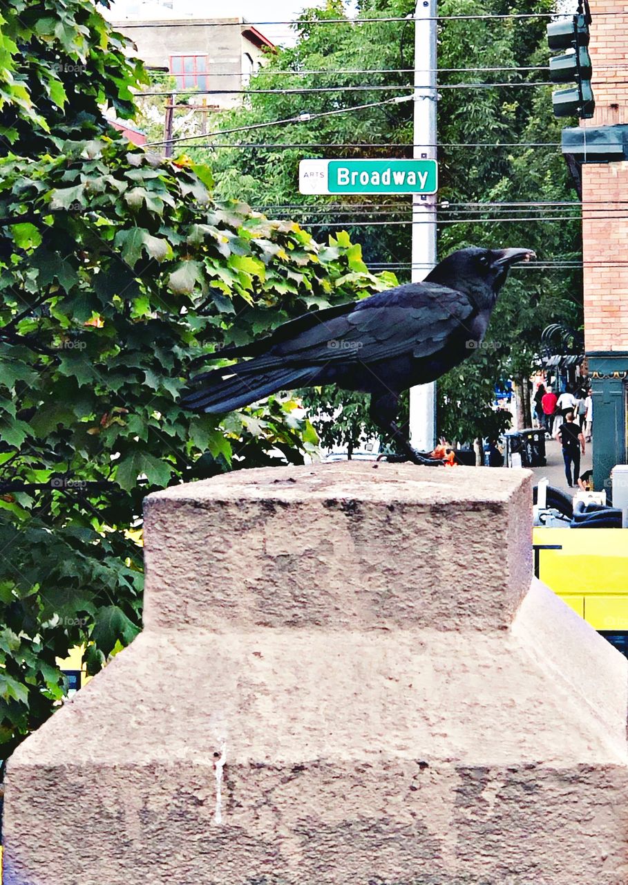 Broadway crow 
