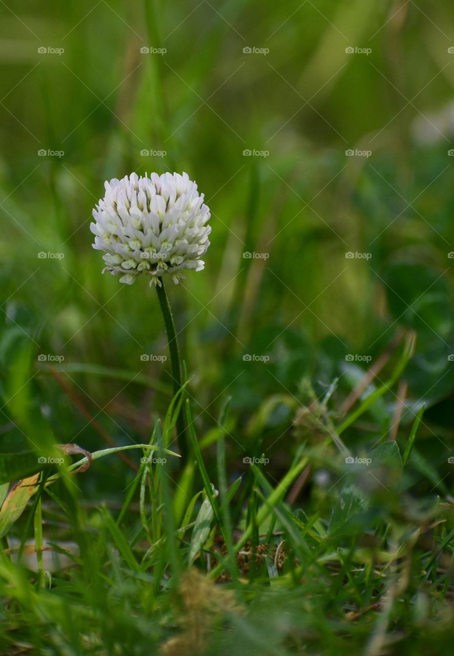 white clover flower seen from the ground 