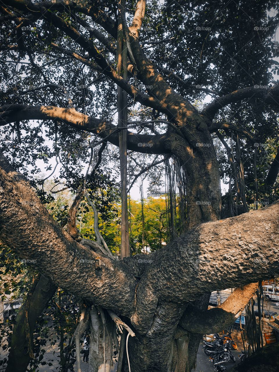 Banyan tree around with Shaniwar wada Palace Pune