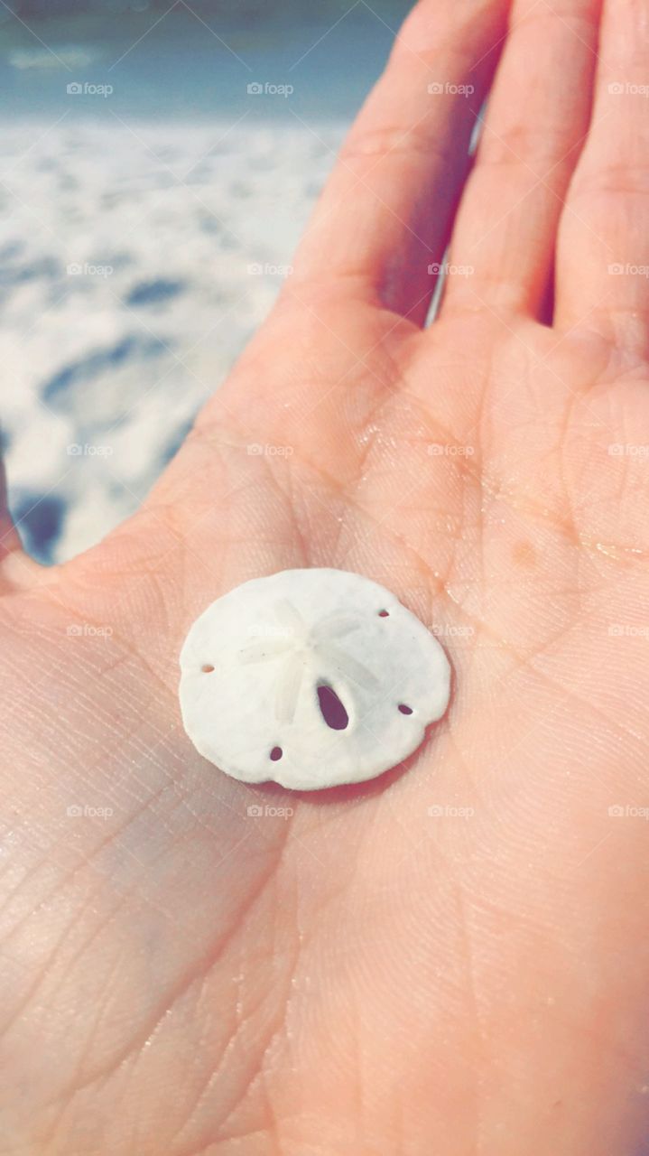 Sand dollar 