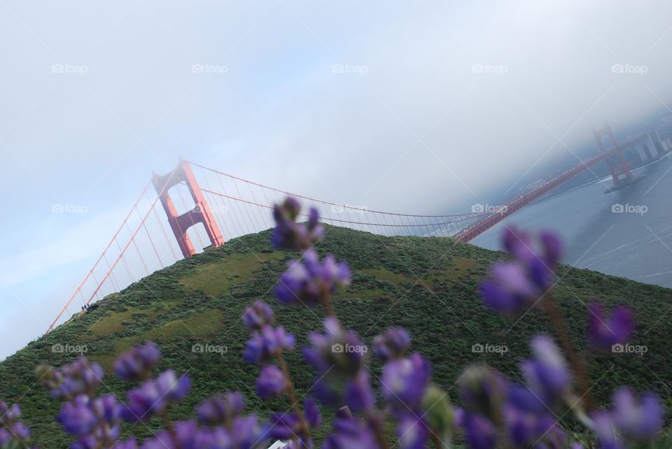 Flowers and bridge