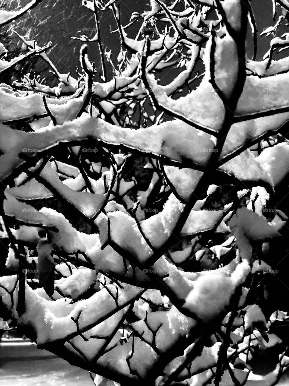 Snow filled branches backlit during a storm.