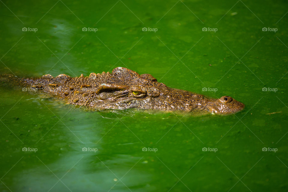 Crocodile